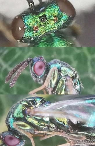 Torymus affinis